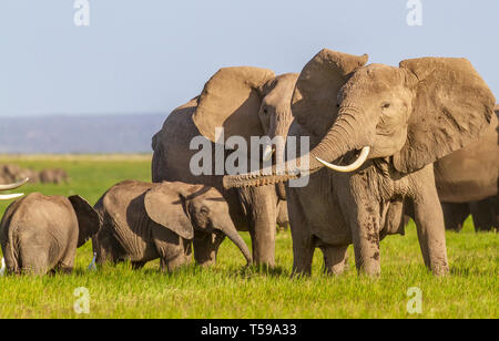 Afrikanische Elefantenfamilie mit zwei jungen Kälbern. Mutter ragt aus dem Kofferraum und lässt Trompeten erklingen, während sie ihre Ohren flattert. Herde im Amboseli NP, Kenia Stockfoto