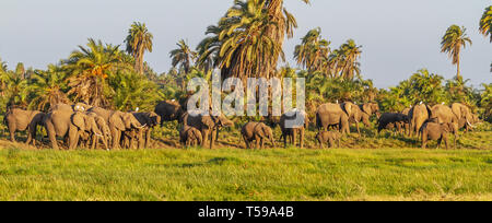 Große Elefantenherde Gruppe Loxodonta africana Trinkwasser neben Palmen, blauer Himmel, grünen Gras Amboseli National Park Kenia Ostafrika Stockfoto