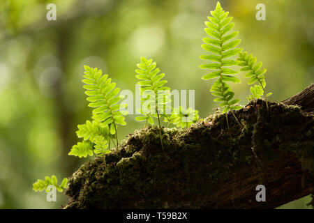 Beispiele für Polypodium vulgare Farne wachsen auf einem Ast im New Forest. Der Farn wächst auf dem Boden, sondern in feuchten Wäldern wird auf Baum b Stockfoto