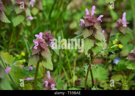 Nahaufnahme des Wilden blau lila Lamium purpureum, tot - Brennnessel, invasive Schatten Unkraut, Blumen wachsen in einem Feld mit Blättern Stockfoto