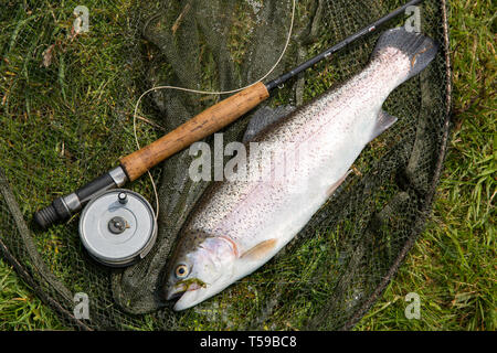 Eine einzelne Regenbogenforelle, Oncorhynchus mykiss, die gefangen wurde und von einem setzen und Behälter nehmen auf Fliegenfischen landete Angriff mit einem Gold unter der Leitung d Stockfoto