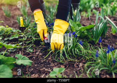 Farmer loosening soil with hand fork among spring flowers in garden. Agriculture and gardening concept Stockfoto