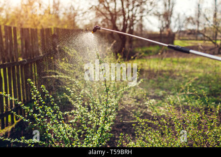 Landwirt spritzen gooseberry Bush mit manueller Pestizid Feldspritze gegen Insekten im Frühling Garten. Landwirtschaft und Gartenbau Konzept Stockfoto