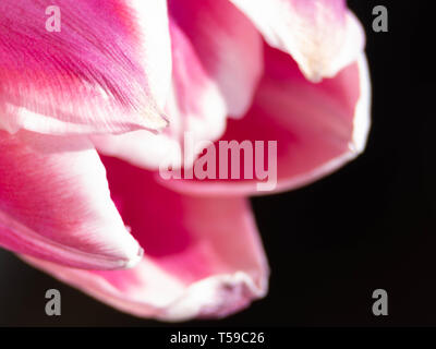 Studio Shot der Magentafarbene Tulip Blumen isoliert auf weißem Hintergrund. Makro. Selektive Schärfe, Unschärfe Stockfoto