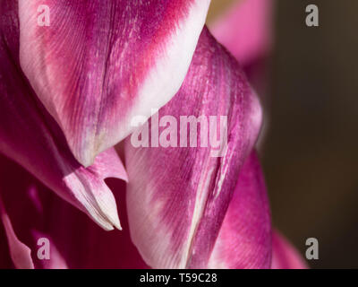 Studio Shot der Magentafarbene Tulip Blumen isoliert auf weißem Hintergrund. Makro. Selektive Schärfe, Unschärfe Stockfoto