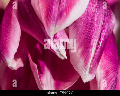 Studio Shot der Magentafarbene Tulip Blumen isoliert auf weißem Hintergrund. Makro. Selektive Schärfe, Unschärfe Stockfoto