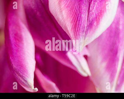 Studio Shot der Magentafarbene Tulip Blumen isoliert auf weißem Hintergrund. Makro. Selektive Schärfe, Unschärfe Stockfoto