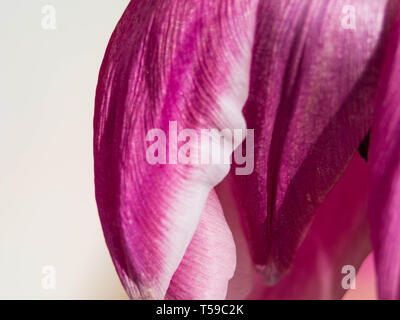 Studio Shot der Magentafarbene Tulip Blumen isoliert auf weißem Hintergrund. Makro. Selektive Schärfe, Unschärfe Stockfoto