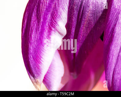 Studio Shot der Magentafarbene Tulip Blumen isoliert auf weißem Hintergrund. Makro. Selektive Schärfe, Unschärfe Stockfoto