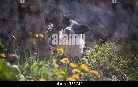 Border Collie entspannen im Garten neben Löwenzahn an einem schönen Frühlingstag. Stockfoto