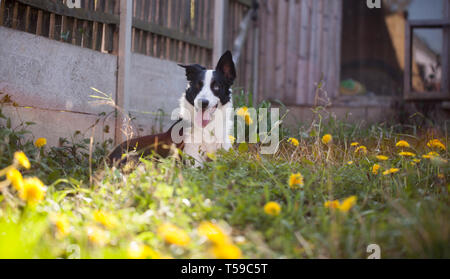 Border Collie entspannen im Garten neben Löwenzahn an einem schönen Frühlingstag. Stockfoto