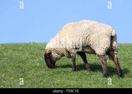 Schafe am Deich in Nordfriesland, Deutschland Stockfoto