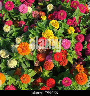 Ringelblumen und Ziinias blühen in einem Garten in voller Sonne, über Kopf gedreht, 2016. Stockfoto