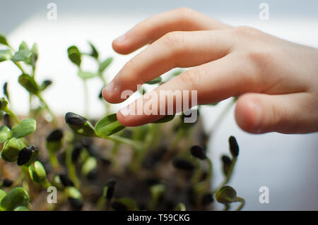 Kid's Hand berührt, Frische und rohe Sprossen von Sonnenblume. Gesunde Ernährung Konzept, microgreens Landwirtschaft zu Hause. Kinder Ernährung Stockfoto