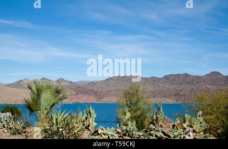 Kakteen und Wüstenpflanzen, Lake Havasu, Arizona, USA, 2017. Stockfoto