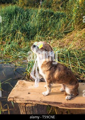 Chihuahua mit Sonnenbrille und Strohhut sitzt auf einer Bank am Fluss in der Sonne. Modische Hund in einen Hut und Brille auf den Strand Stockfoto