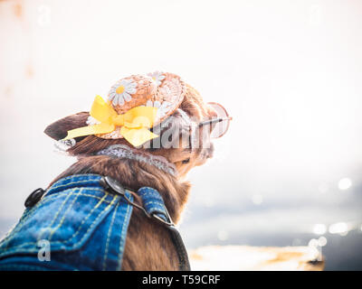 Chihuahua, tragen, Stroh, Hut, Sonnenbrille und Denim Overalls genießt Sonne am Ufer. Süße kleine Hündchen nimmt Bädern und Outdoor. Modisch Stockfoto