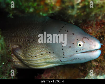 Grau, Moray, (gymnothorax griseus Stockfoto