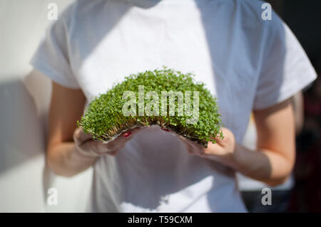Weibliche Modell hält ein Stück rohes Gekeimtes microgreens auf Ihr weißes Hemd Hintergrund. Gesicht ist nicht sichtbar, eine Frau mit einer frischen Triebe von Rucola Stockfoto
