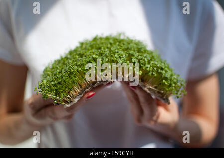 Weibliche Modell hält ein Stück rohes Gekeimtes microgreens auf Ihr weißes Hemd Hintergrund. Gesicht ist nicht sichtbar, eine Frau mit einer frischen Triebe von Rucola Stockfoto