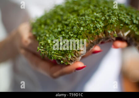 Weibliche Modell hält ein Stück rohes Gekeimtes microgreens auf Ihr weißes Hemd Hintergrund. Gesicht ist nicht sichtbar, eine Frau mit einer frischen Triebe von Rucola Stockfoto