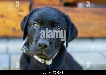 Schwarz, Labrador Welpe Gesicht in te Yard Stockfoto