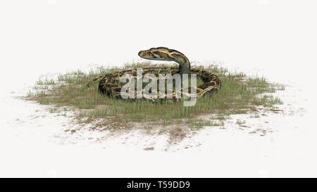 Python Schlange im Gras auf weißem Hintergrund Stockfoto