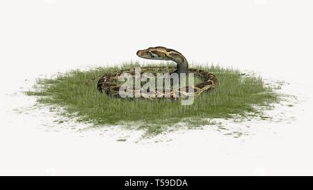 Python Schlange im Gras auf weißem Hintergrund Stockfoto