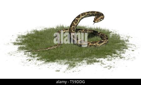 Python Schlange im Gras auf weißem Hintergrund Stockfoto
