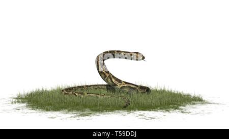 Python Schlange im Gras auf weißem Hintergrund Stockfoto