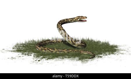 Python Schlange im Gras auf weißem Hintergrund Stockfoto
