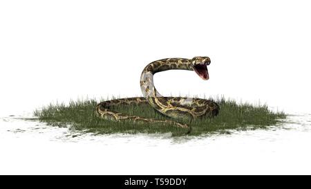 Python Schlange im Gras auf weißem Hintergrund Stockfoto