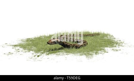 Python Schlange im Gras auf weißem Hintergrund Stockfoto