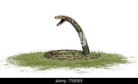 Python Schlange im Gras auf weißem Hintergrund Stockfoto