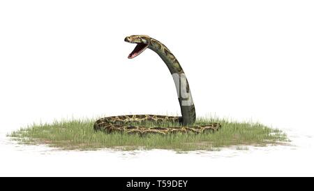 Python Schlange im Gras auf weißem Hintergrund Stockfoto