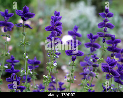 Schöne Salvia im Garten Stockfoto