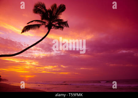 Lebendigen tropischen Sonnenuntergang über dem Meer mit Kokos Palme Silhouette in der ruhigen Sommer Strand auf Insel Resort Stockfoto