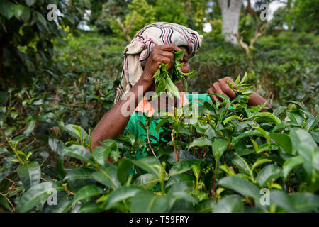 AHANGAMA, SRI LANKA - 13. MÄRZ 2016: Frauen Arbeiter Kommissionierung frischen Teeblätter in motion auf Tee Plantage. Stockfoto