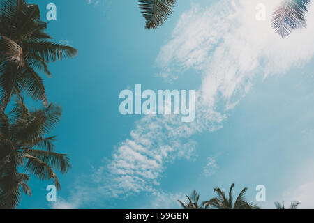 Palmen Blätter Blick vom Boden bis zum Himmel, mit Sky als Kopie - Raumfahrt Stockfoto
