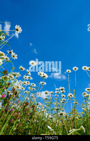 Sommer Feld mit unterschiedlichen Gras und Gänseblümchen Blumen über blauen Himmel. Blick oberhalb vom Boden Stockfoto