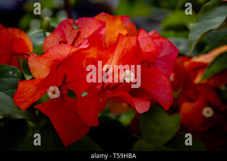 Bougainvillea Blume Makroaufnahme Stockfoto