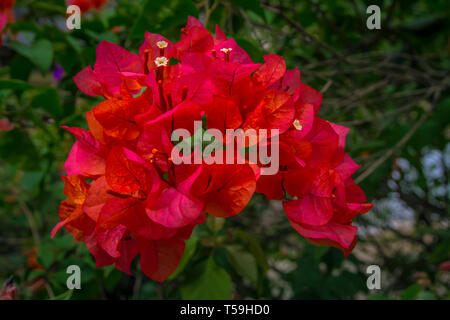 Bougainvillea Blume Makroaufnahme Stockfoto