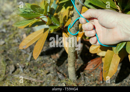 Nahaufnahme einer Hand binden einen Draht zu den wachsenden Rhododendron, Außenaufnahme zu unterstützen. Stockfoto