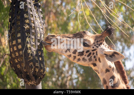 Einen Masai Giraffen füttern von einem erhöhten Gras post im San Diego Zoo. Stockfoto