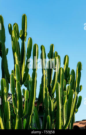 Schöne, große und voller Leben Kaktus in all ihrer Schönheit in der Sonne. Natur, Wüste. Stockfoto