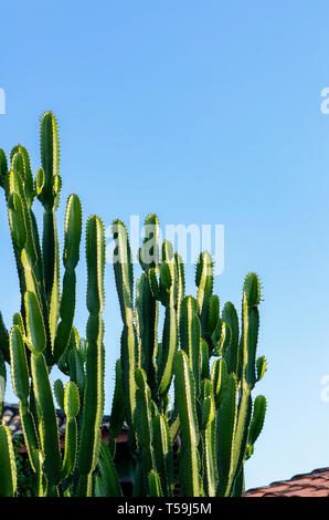 Schöne, große und voller Leben Kaktus in all ihrer Schönheit in der Sonne. Natur, Wüste. Stockfoto