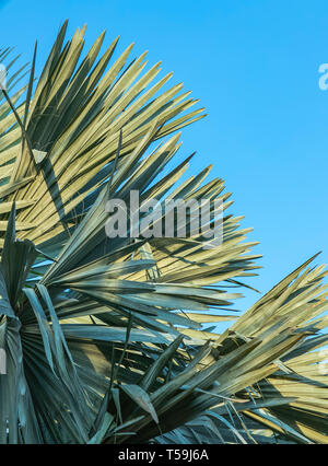 Tropische palm leaf, einer abstrakten Streifen Natur Hintergrund, natürliche Muster, blau getönt. Stockfoto