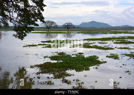 Tissa Wewa. Tissa-See, Tissamaharama, Bezirk Hambantota, Südprovinz, Sri Lanka. Tissa-tó, Tissamaharama, Srí Lamka. Stockfoto