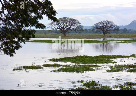 Tissa Wewa. Tissa-See, Tissamaharama, Bezirk Hambantota, Südprovinz, Sri Lanka. Tissa-tó, Tissamaharama, Srí Lamka. Stockfoto