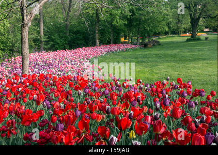 Eine atemberaubende Anzeige mehrerer Farben Tulip Blumen in der Burg von pralormo in der Nähe von Turin, Italien, wo jedes Jahr im April die Ausstellung der Messer Stockfoto